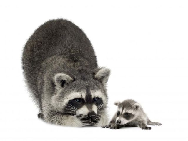These funny animals (36 pics)