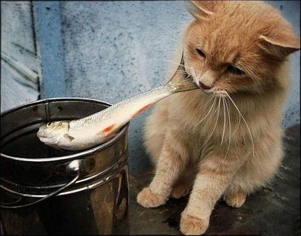 These funny animals (36 pics)