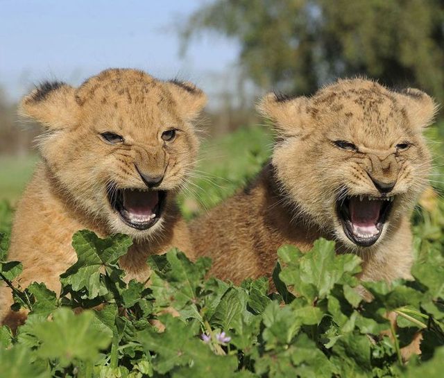 These funny animals (36 pics)