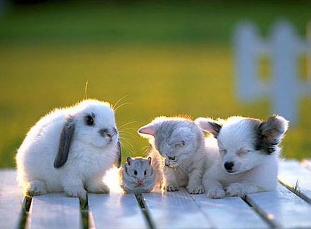 These funny animals (36 pics)