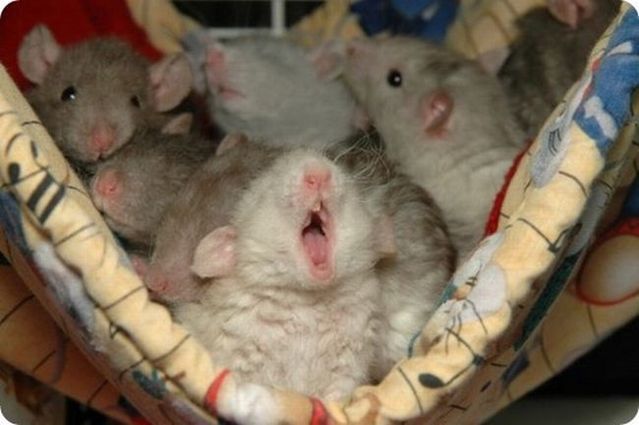 These funny animals (36 pics)