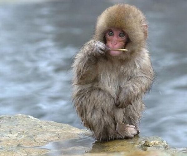 These funny animals (36 pics)