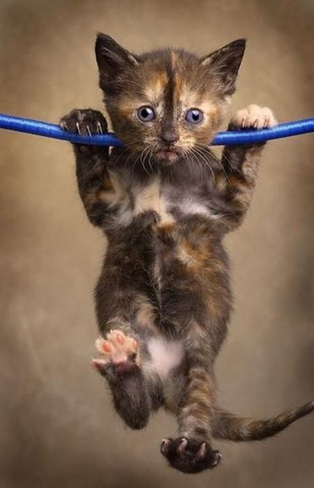 These funny animals (36 pics)