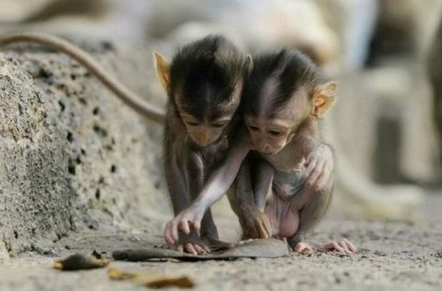 These funny animals (36 pics)