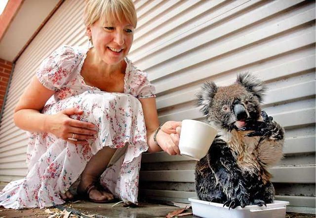 These funny animals (36 pics)
