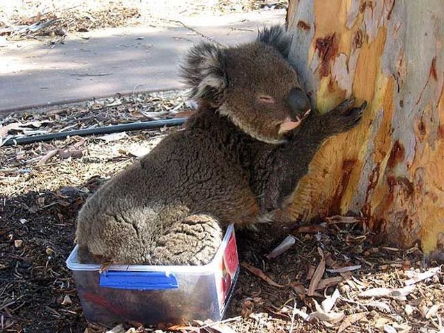 These funny animals (36 pics)
