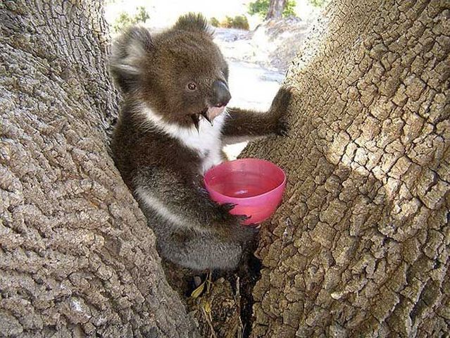 These funny animals (36 pics)