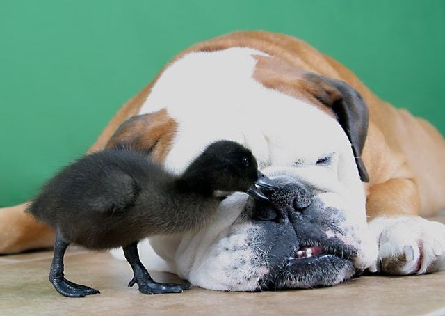 These funny animals (36 pics)