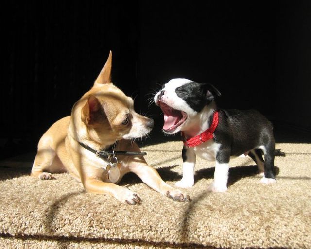 These funny animals (36 pics)