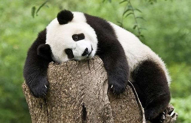 These funny animals (36 pics)