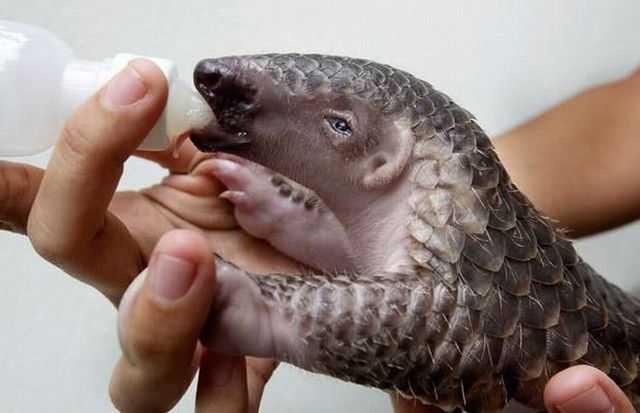 These funny animals (36 pics)