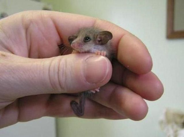 These funny animals (36 pics)