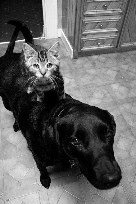 These funny animals (36 pics)