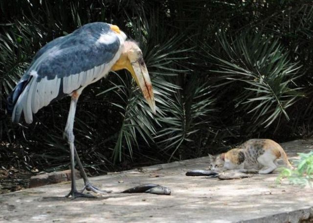 These funny animals (36 pics)