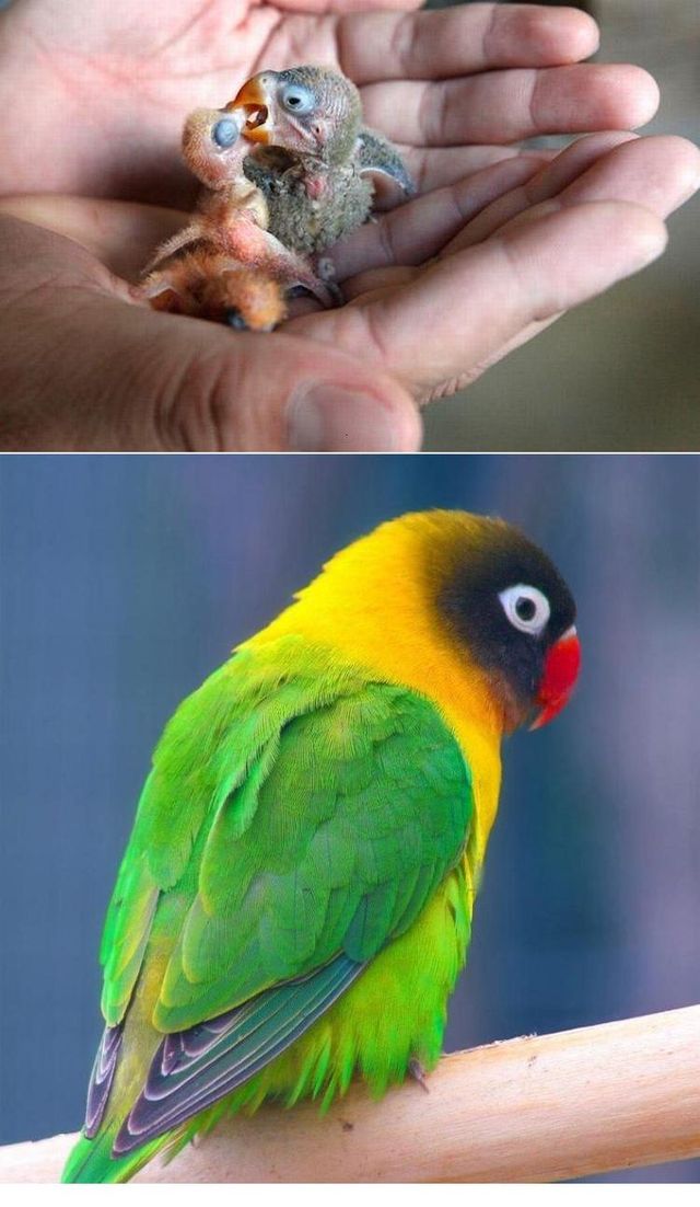 These funny animals (36 pics)