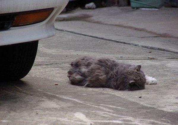 Is this cat dead? (6 pics)