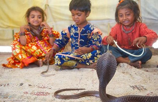 Very small snake charmers (15 pics)