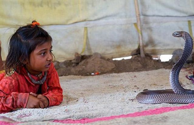 Very small snake charmers (15 pics)