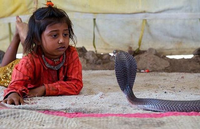 Very small snake charmers (15 pics)