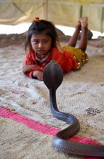 Very small snake charmers (15 pics)