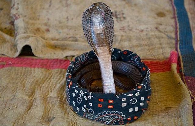 Very small snake charmers (15 pics)