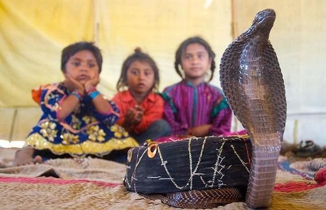 Very small snake charmers (15 pics)