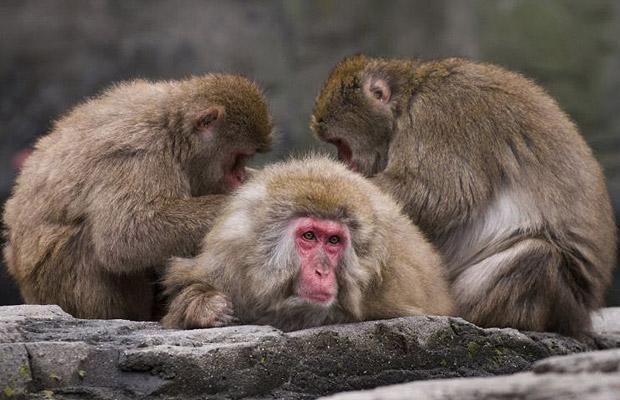These funny animals (44 pics)