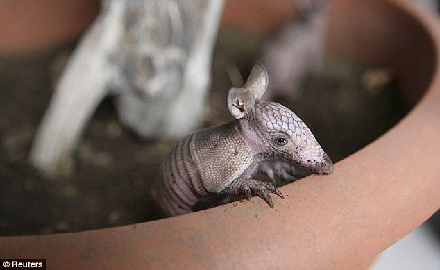 These funny animals (44 pics)
