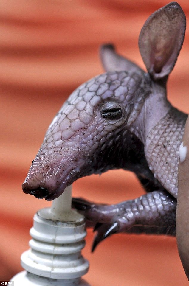 These funny animals (44 pics)