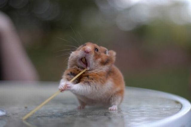 These funny animals (44 pics)