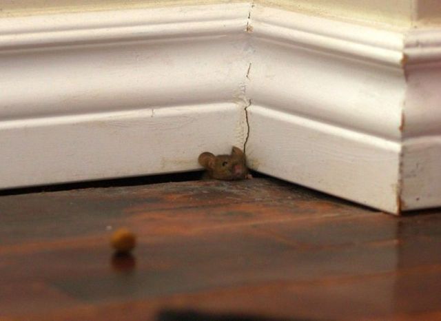 These funny animals (44 pics)