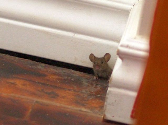 These funny animals (44 pics)