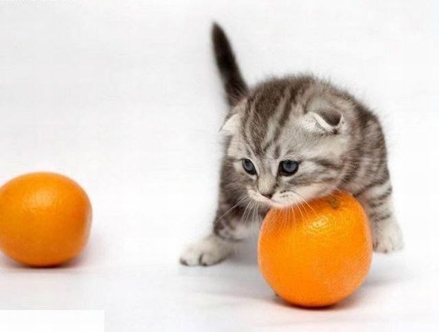 These funny animals (44 pics)