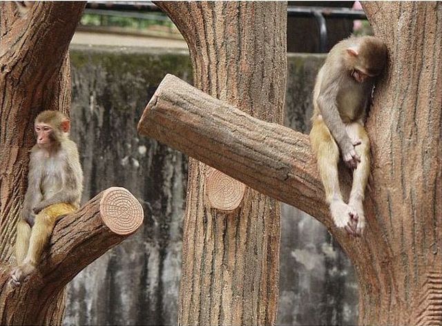 These funny animals (44 pics)