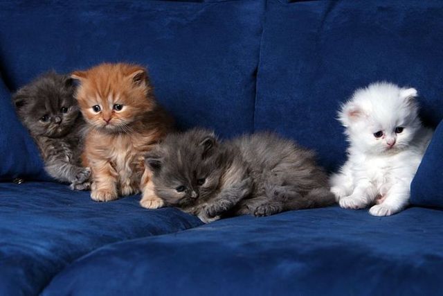 These funny animals (44 pics)