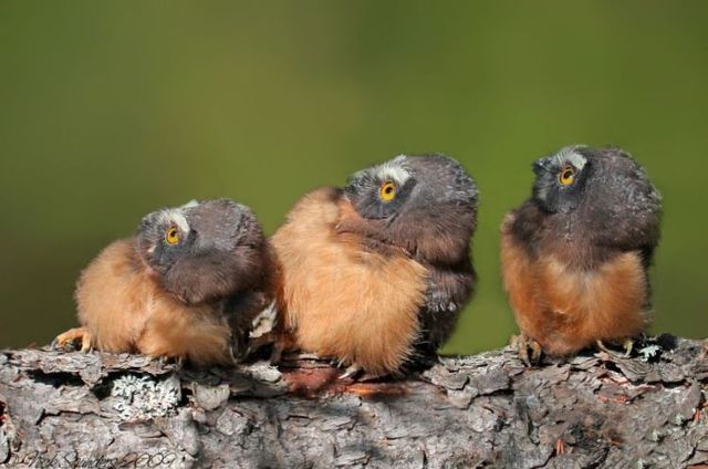 These funny animals (44 pics)
