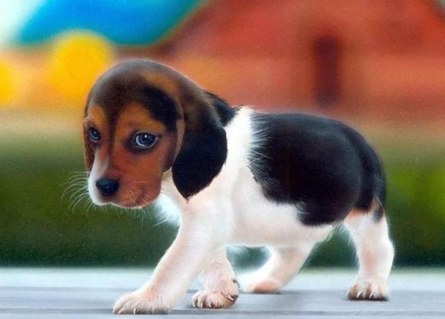 These funny animals (44 pics)