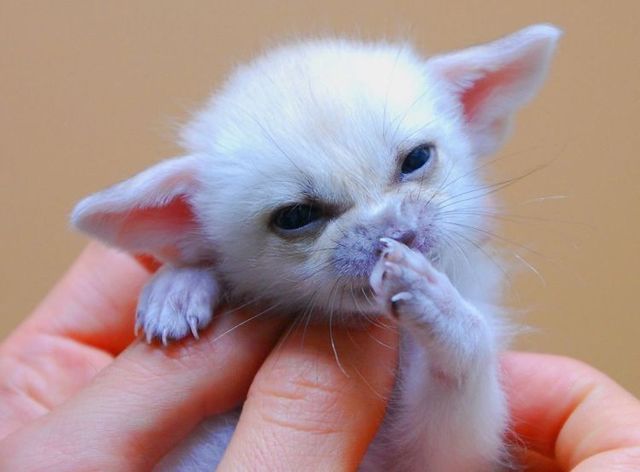 These funny animals (44 pics)