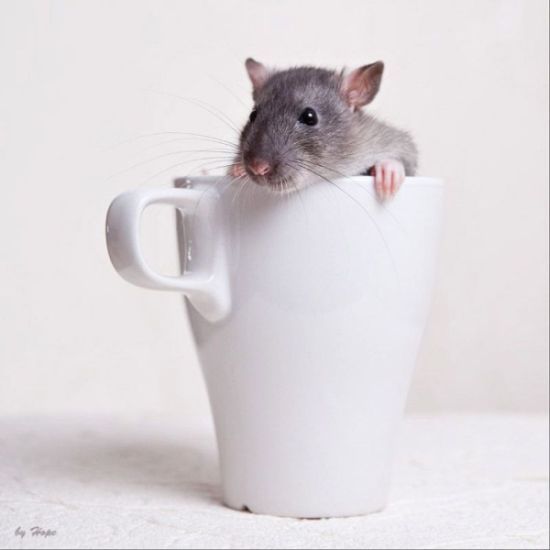 These funny animals (44 pics)