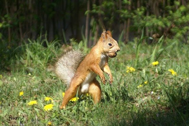 These funny animals (44 pics)