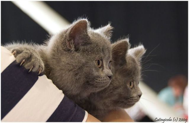 These funny animals (44 pics)