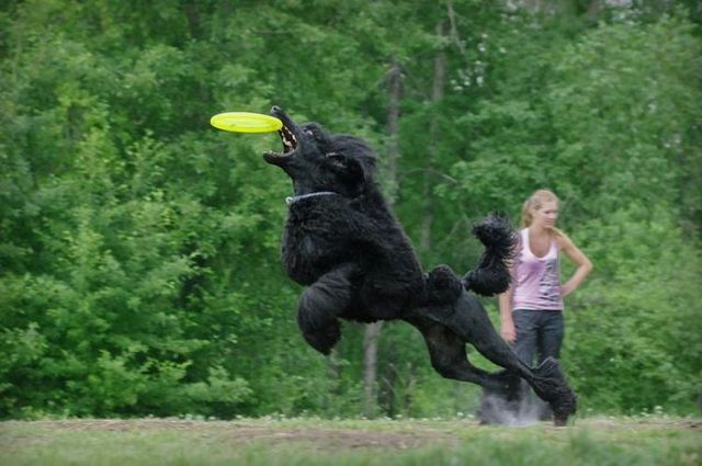 These funny animals (44 pics)