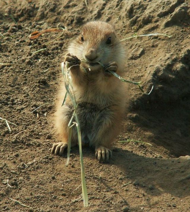 These funny animals (44 pics)
