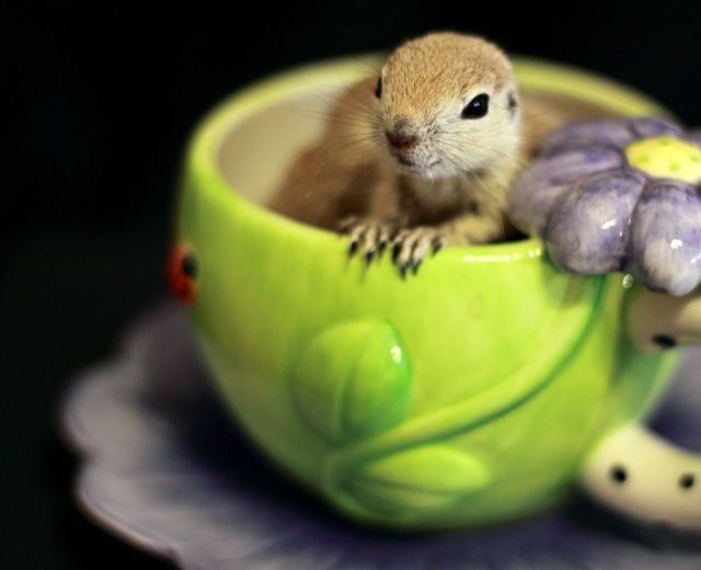 These funny animals (44 pics)