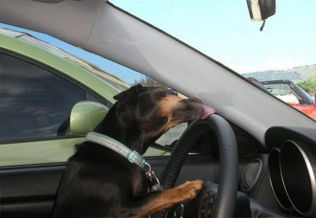 These funny animals (44 pics)