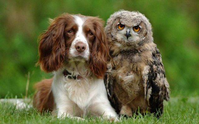 These funny animals (44 pics)