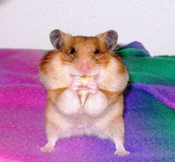 These funny animals (44 pics)