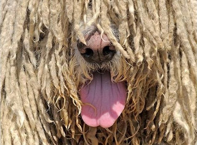 These funny animals (44 pics)