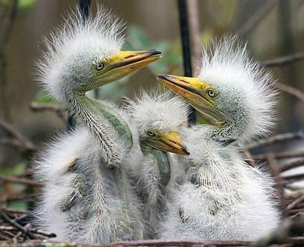 These funny animals (44 pics)