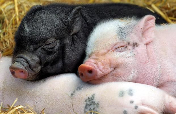 These funny animals (44 pics)